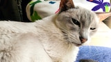 Gatitos cariñosos