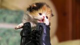 Gatos peludos