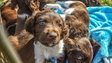 Cachorros gigantes