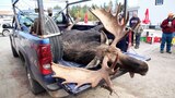 Dead Moose Talking