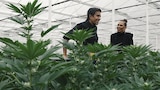 Weed 7: A Senior Moment