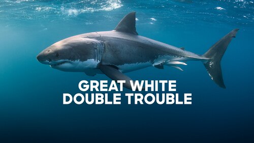 Regarder Great White Double Trouble | discovery+
