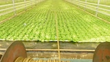 Hydroponic Lettuce, Construction Wood and Fishing Flies