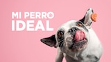 Mi perro ideal