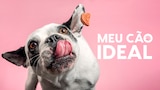 Meu Cão Ideal