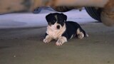 Meet the Newest Roadkill Garage Puppies!