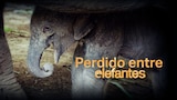 Wild Frank: elefantes increíbles