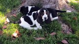 Perfectly Precious Puppies