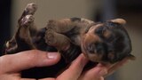 Pequeños perros guardianes