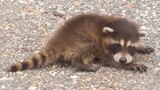 Raccoon Rescue