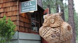 An Owl on an Acorn