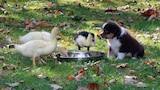 Perritos y patitos