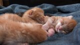 Gatitos en un lugar maravilloso