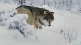 The Wolfpack vs. the Wolf