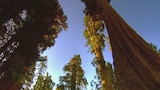 Sequoia Light