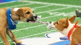 Puppy Bowl XX