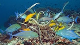 Shallow Seas