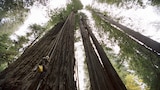 Forests