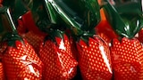 Berry Treats