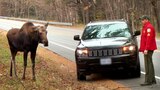Stubborn as a Moose