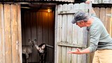 Deer Urine Farmer/Necropsy