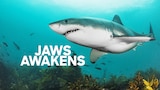 Jaws Awakens