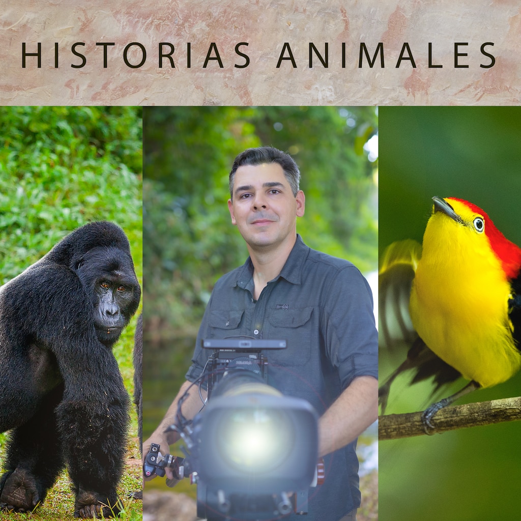 Historias animales