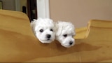 El poder de los cachorros