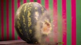 Supersonic Ping Pong / Ice Cannon