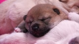 Cachorros de montaña