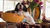 Roly-Poly Puppies