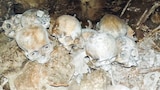 El misterio de la cueva de la calavera de México