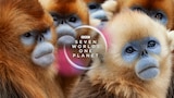 Seven Worlds, One Planet