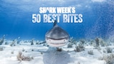Shark Week's 50 Best Bites