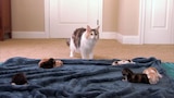 Rainbow Colored Kittens