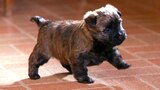 Cachorritos marrones
