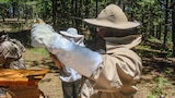 Beekeeping, Trikes, Body Armour