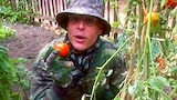 Tomatoes