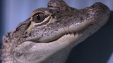 Alligator Showdown