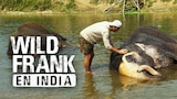 Wild Frank en India