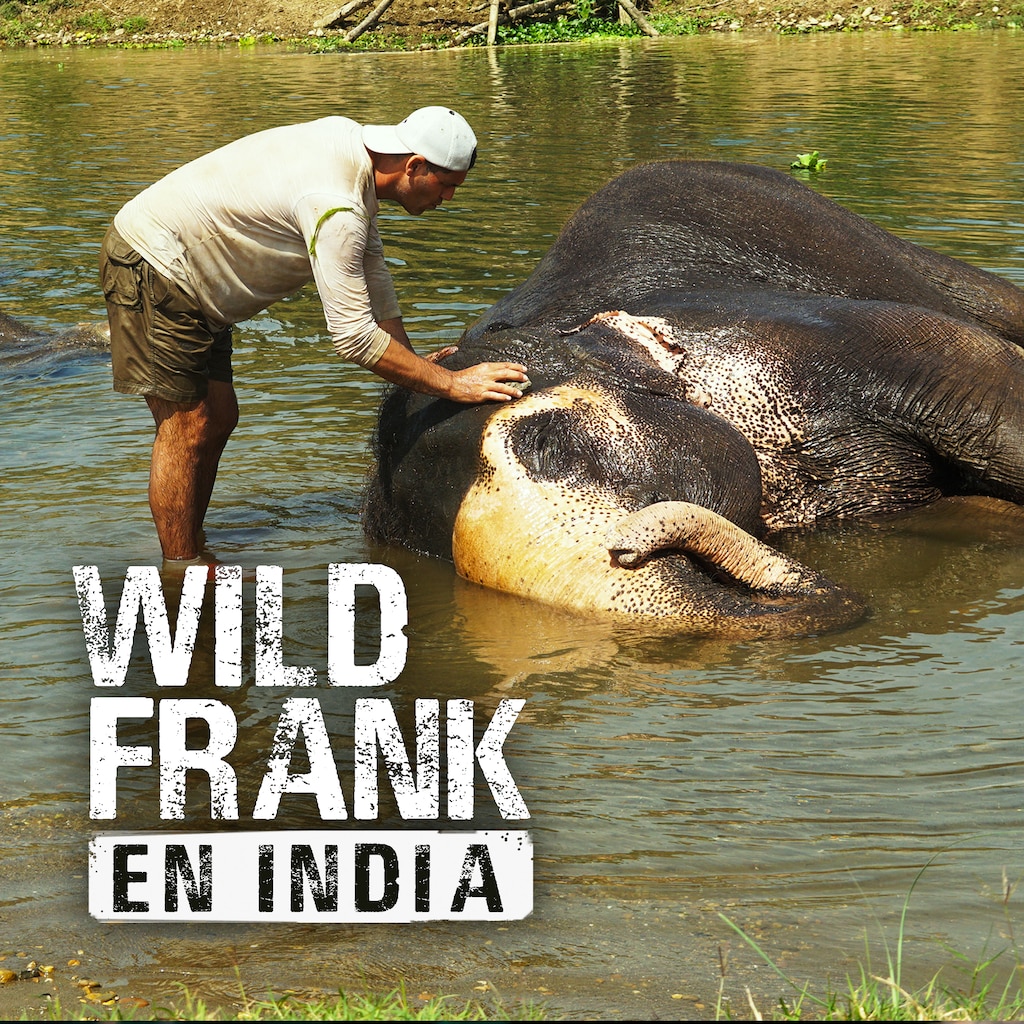 Wild Frank en India