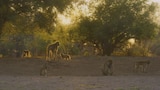 Luangwa - The Emerald Valley