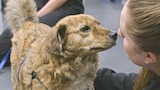 Mission Paw-ssible?