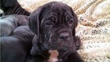 Tiny Puppies, Big Paws