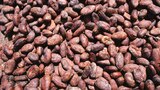 Speed Skates, Synthetic Rubber, Cocoa Beans, Bulk Chocolate