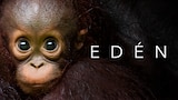 Edén