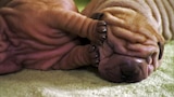 Amor de cachorro