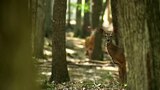 Buck Fever