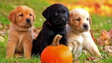 Too Cute! Puppies