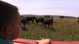 A Cow Purchase